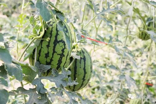 近期网红吃瓜事件,揭秘娱乐圈背后的真相与争议 第2张 近期网红吃瓜事件,揭秘娱乐圈背后的真相与争议 第2张